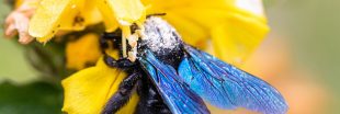 Quelle est cette abeille géante et bleue qui envahit nos jardins ?