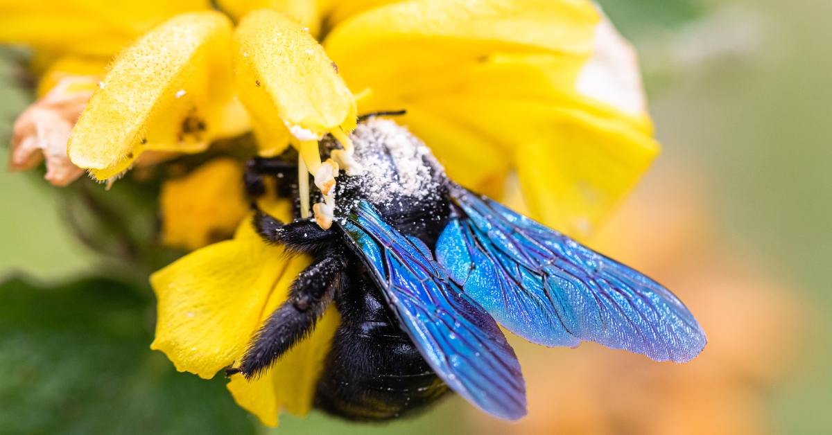 Quelle est cette abeille géante et bleue qui envahit nos jardins ?