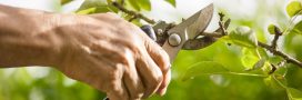 Les arbres à tailler avant juillet et surtout pas en plein été
