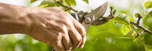Les arbres à tailler avant juillet et surtout pas en plein été Les arbres à tailler avant juillet et surtout pas en plein été