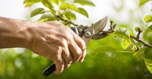 Les arbres à tailler avant juillet et surtout pas en plein été