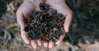 Savoir quand arroser : l'astuce de la pomme de pin pour un arrosage optimal Savoir quand arroser : l'astuce de la pomme de pin pour un arrosage optimal