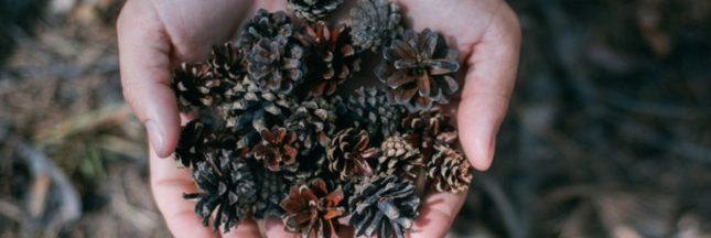 L'astuce de la pomme de pin pour un arrosage parfait et autres conseils pour savoir quand arroser