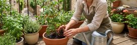 Savoir quand arroser : l'astuce de la pomme de pin pour un arrosage optimal Savoir quand arroser : l'astuce de la pomme de pin pour un arrosage optimal