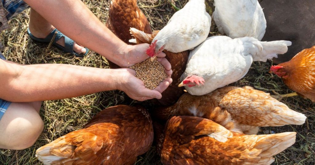 Bien nourrir ses poules : 6 erreurs fréquentes et comment les éviter