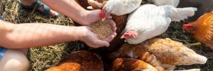 Bien nourrir ses poules : 6 erreurs fréquentes et comment les éviter