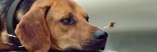 Réagir en cas de piqûre de guêpe chez le chat ou le chien : les bons gestes