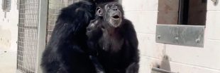 Vidéo - Après trois décennies de captivité, un chimpanzé s'émerveille en découvrant le ciel