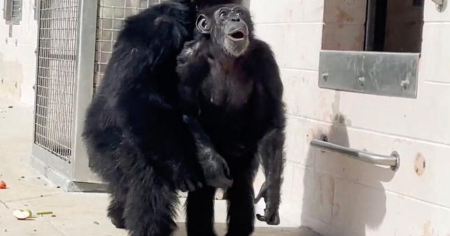 Vidéo - Après trois décennies de captivité, un chimpanzé s'émerveille en découvrant le ciel