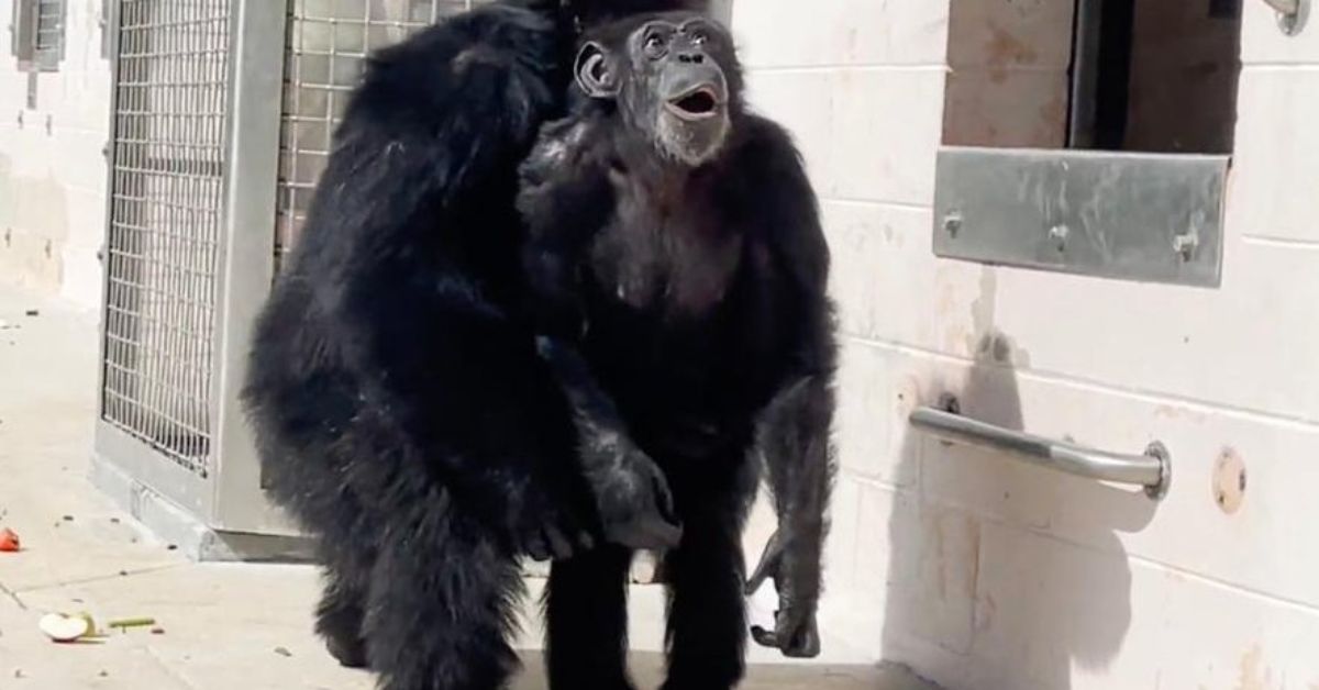 Vidéo – Après trois décennies de captivité, un chimpanzé s’émerveille en découvrant le ciel