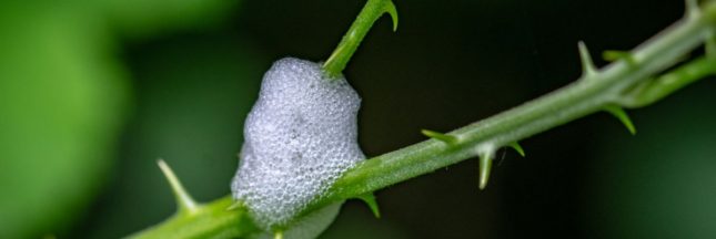 Pourquoi y a-t-il de la mousse blanche dans mes plantes ?