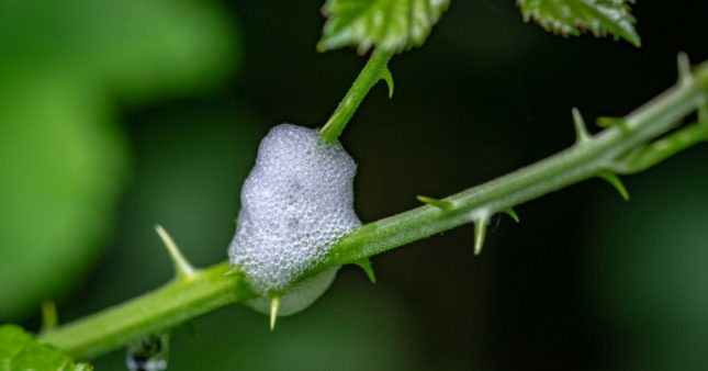 Pourquoi y a-t-il de la mousse blanche dans mes plantes ? Pourquoi y a-t-il de la mousse blanche dans mes plantes ?