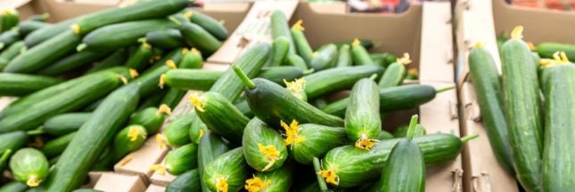 Des concombres vendus dans une grande surface bio bourrés de pesticides : ne les consommez pas
