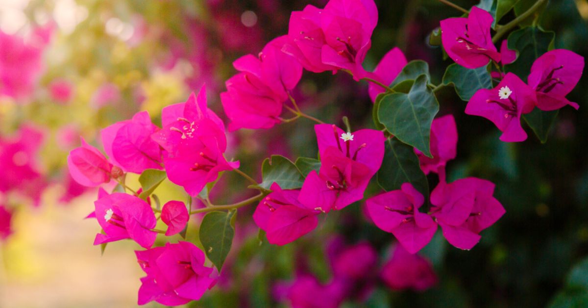 Le bougainvillier : cultiver et multiplier cet arbuste coloré dans votre jardin