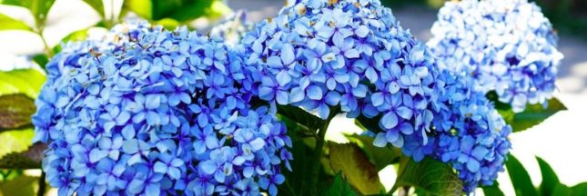 Jardin durable : cultiver des hortensias en économisant l'eau