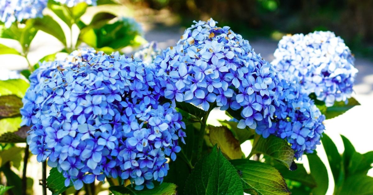Jardin durable : cultiver des hortensias en économisant l'eau Jardin durable : cultiver des hortensias en économisant l'eau