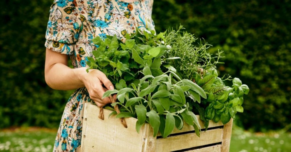 Cultiver des plantes aromatiques en été : conseils et astuces pour les faire durer