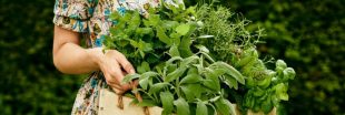 Cultiver des plantes aromatiques en été : conseils et astuces pour les faire durer