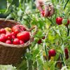 Cultiver des tomates : 7 erreurs courantes qui nuisent aux récoltes