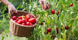Cultiver des tomates : 7 erreurs courantes qui nuisent aux récoltes
