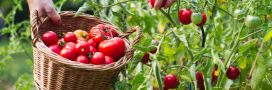 Cultiver des tomates : 7 erreurs courantes qui nuisent aux récoltes