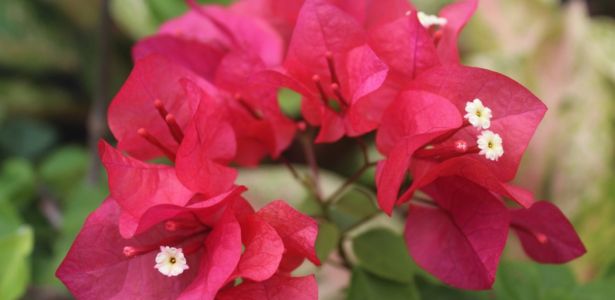 Où planter le bougainvillier ?