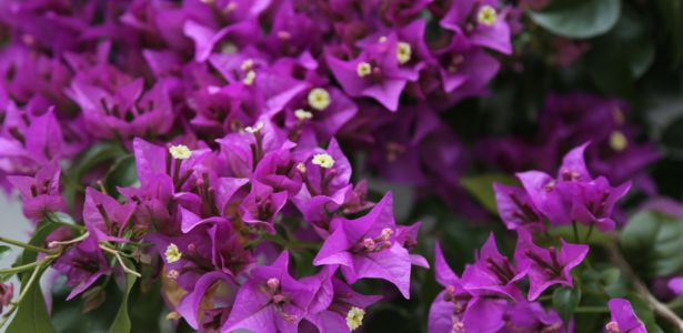 Comment et quand tailler les bougainvilliers ?