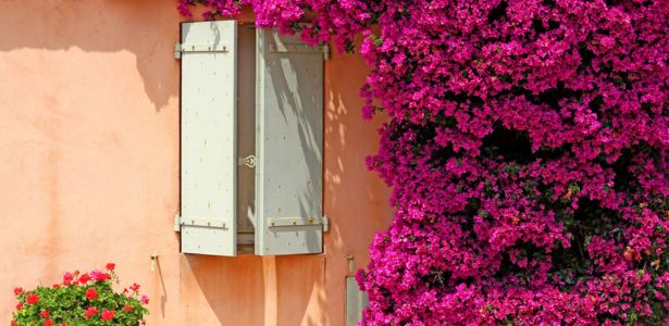 La multiplication du bougainvillier : étape par étape