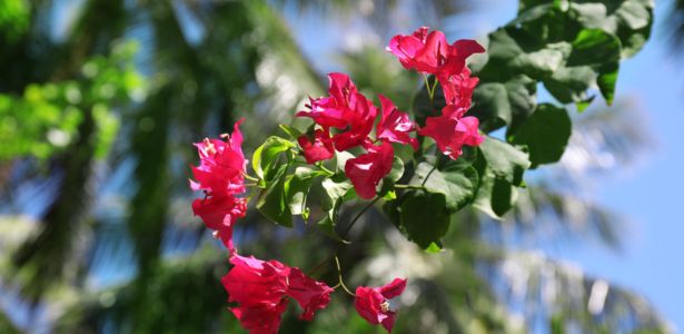 Les maladies et parasites du bougainvillier 