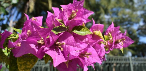 Le bougainvillier : une plante exotique qui sublime les jardins