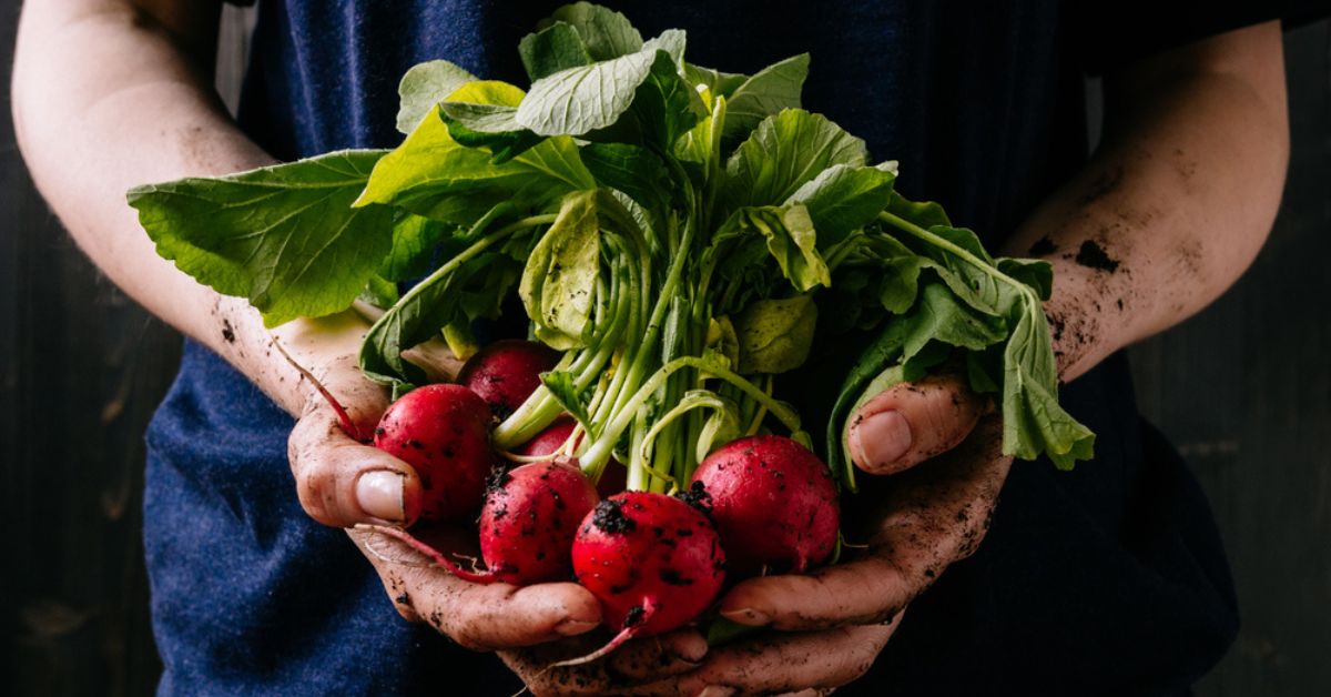 Ne jetez plus vos fanes de radis : des trésors verts pour de nombreuses recettes !