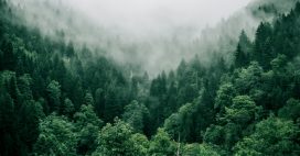 Les forêts françaises : de captatrices à émettrices de CO2 ?