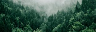 Les forêts françaises : de captatrices à émettrices de CO2 ?