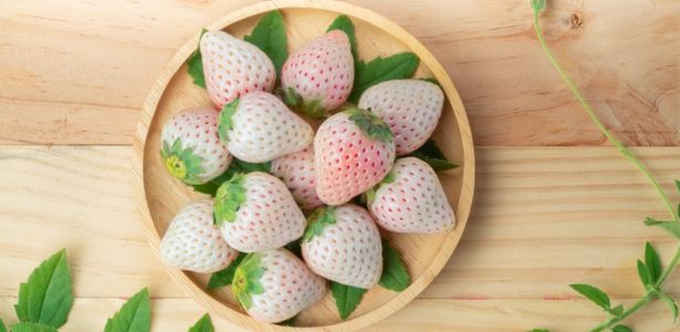 Cultiver la fraise blanche dans votre potager