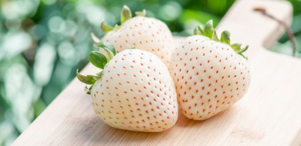 La fraise blanche, une variété ancienne à (re)découvrir