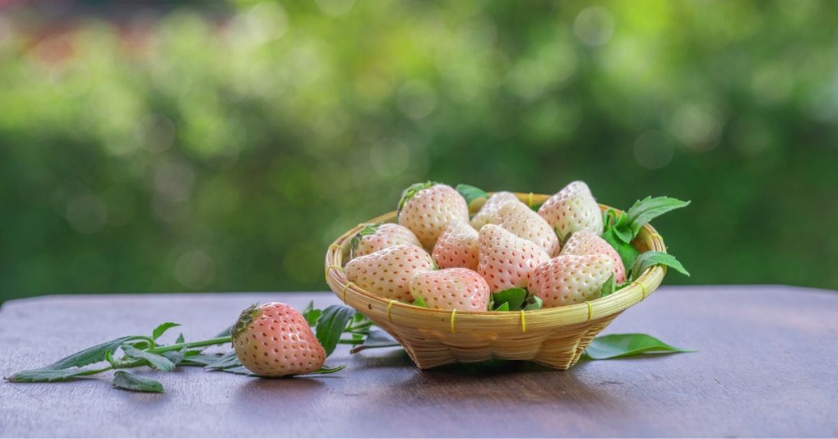 Cultivez la fraise blanche, le trésor oublié du potager