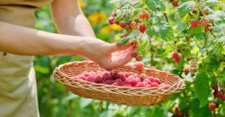 Réussir sa haie de framboisiers : technique à la hollandaise et autres astuces Réussir sa haie de framboisiers : technique à la hollandaise et autres astuces