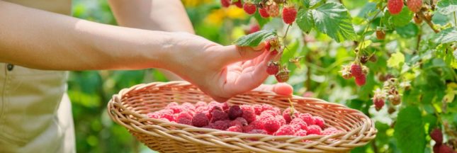 Réussir sa haie de framboisiers : technique à la Hollandaise et autres astuces