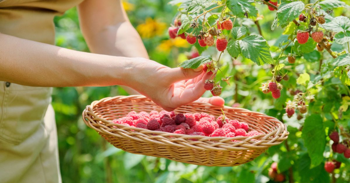 Réussir sa haie de framboisiers : technique à la hollandaise et autres astuces