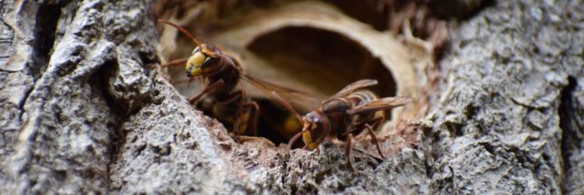 N'écrasez jamais un frelon asiatique, voici pourquoi