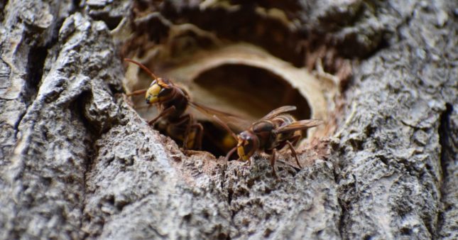 N'écrasez jamais un frelon asiatique, voici pourquoi