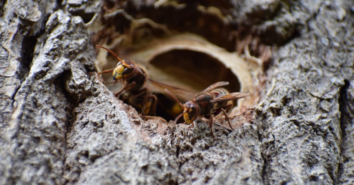 N'écrasez jamais un frelon asiatique, voici pourquoi N'écrasez jamais un frelon asiatique, voici pourquoi