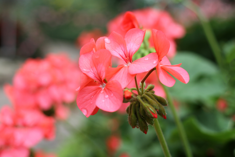 Le géranium rosat, anti moustique au jardin