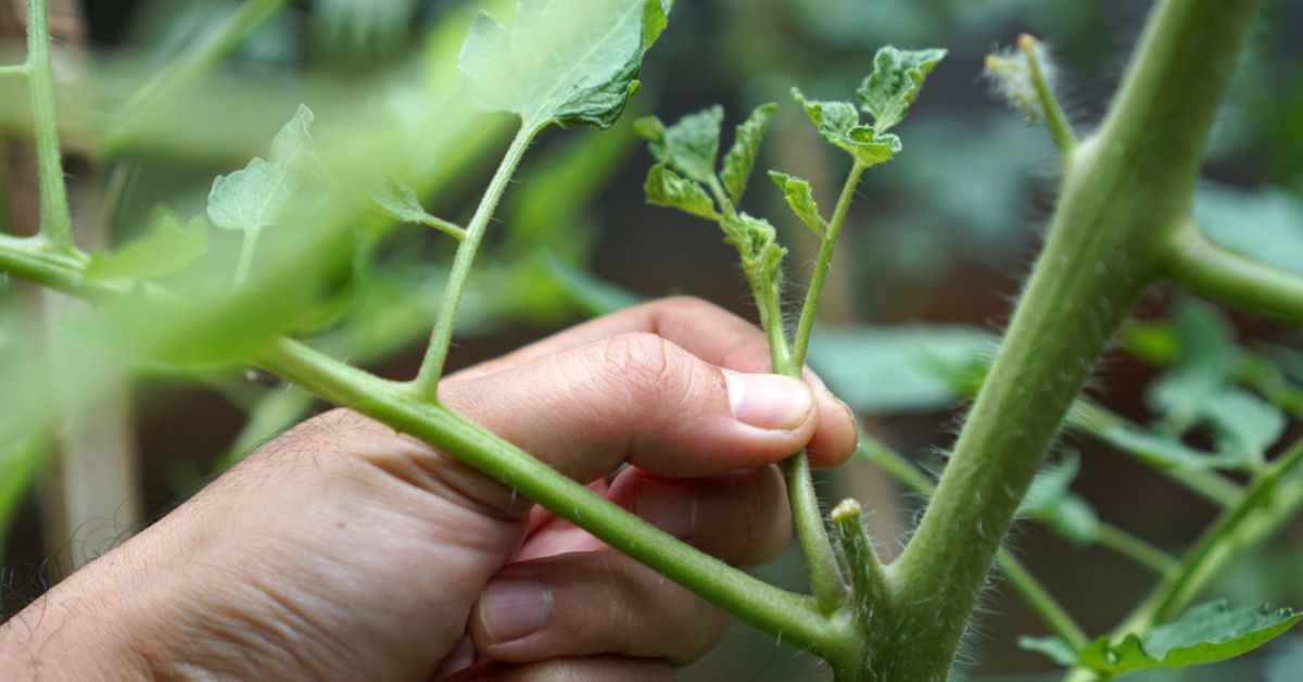 L’éternel dilemme du jardinier : faut-il oui ou non enlever les gourmands des tomates ?