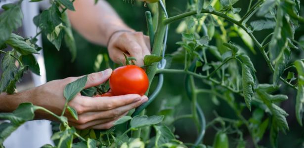 Alors, doit-on éliminer ou non les gourmands des tomates ?