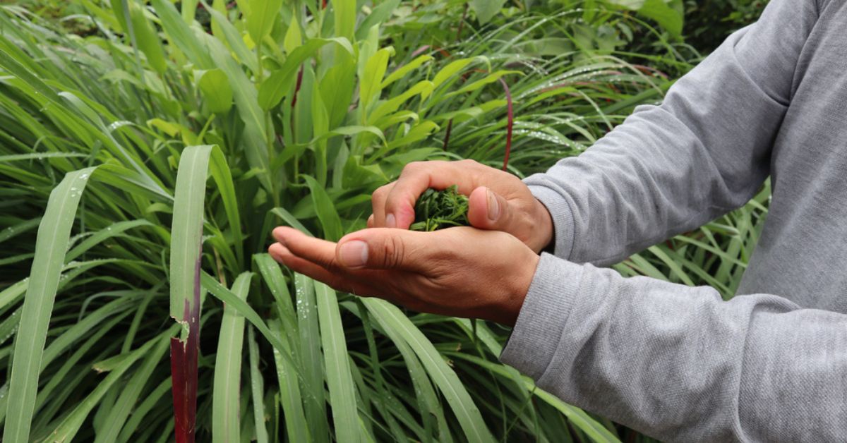 Gardez les moustiques à distance en cultivant un jardin répulsif