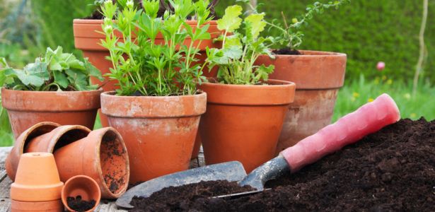 Aménager un jardin d'été en pot