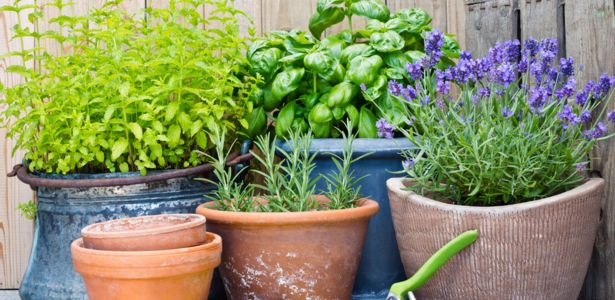 Créer un magnifique jardin d'été en pot
