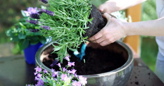 Créer un magnifique jardin d'été en pot, idéal pour les petits espaces