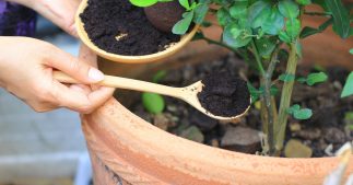 Zéro déchet - Comment utiliser votre marc de café au jardin ?